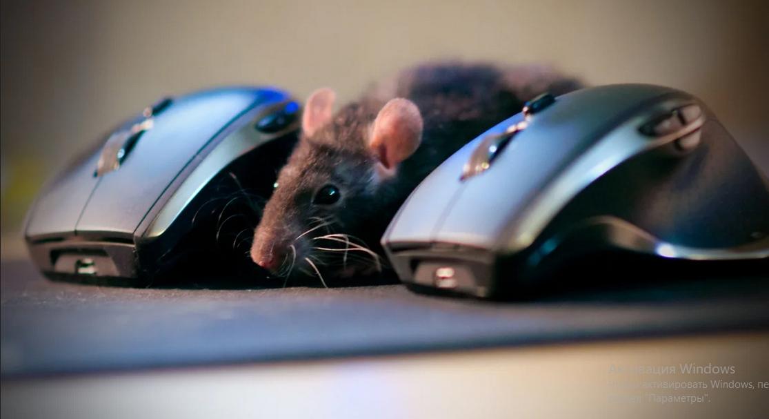 Компьютерную мышку двигают по столу с силой 2 н изобразите эту